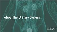 About the Urinary System