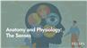 Anatomy and Physiology: The Senses